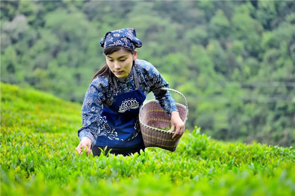 婺源乡间有茶香
